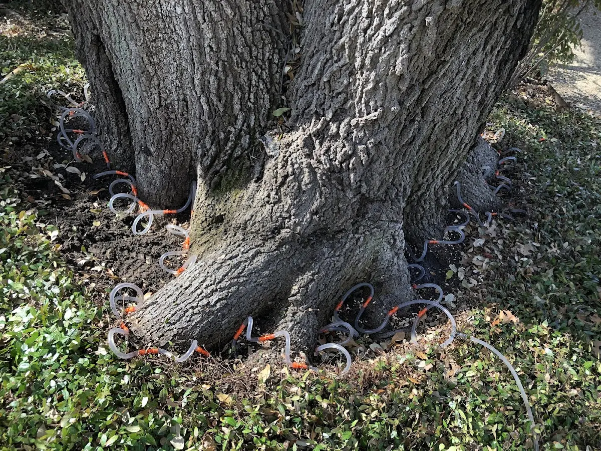 Detailed Tree Cabling and Bracing job site in Rooseveltown